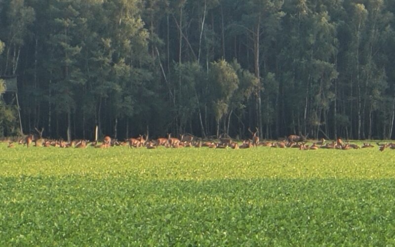 Rotwild auf einem Feld